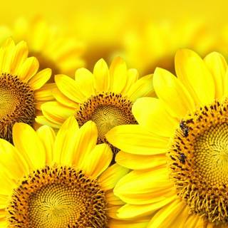 3d sunflower wallpaper for desktop