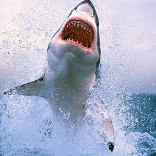 Shark background
