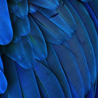 Royal blue colore wallpaper