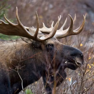 HD desktop wallpaper of moose deer