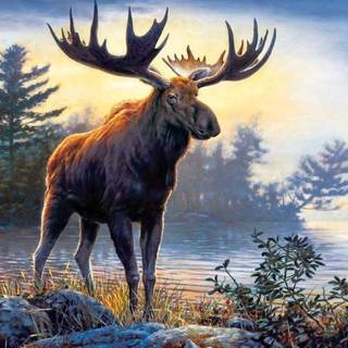 HD desktop wallpaper of moose deer