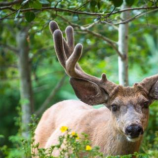 HD desktop wallpaper of moose deer