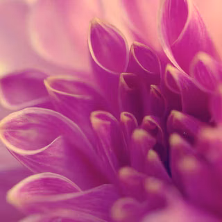 Purple flower background images