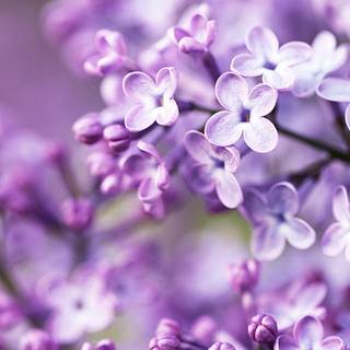 Purple flower background images