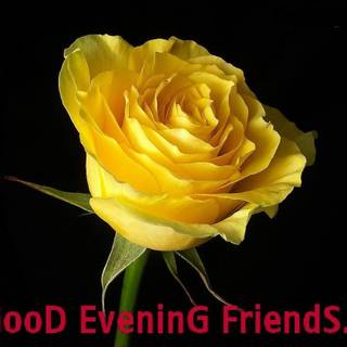 Good night rose wallpaper free for mobail
