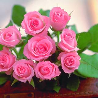 Good night rose wallpaper free for mobail