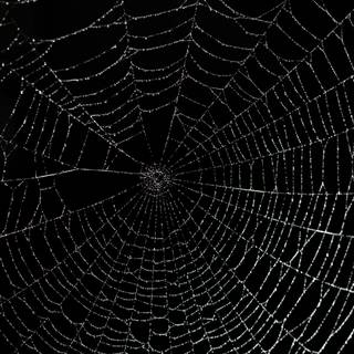 Desktop backgrounds black spider