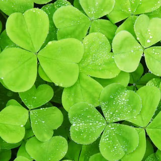Clover leaf wallpaper