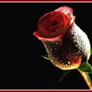 Wallpaper desktop background red flowers