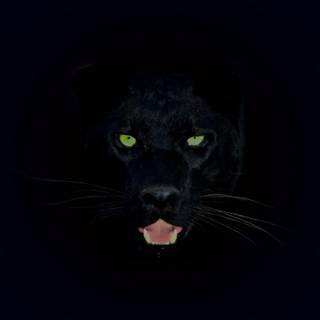 Black jaguar HD mobile wallpaper