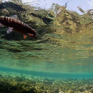 Trout iphone wallpaper