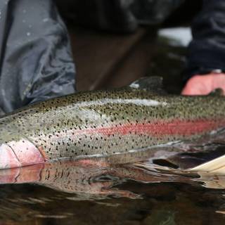 Trout iphone wallpaper