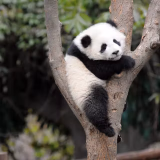 Panda pandi love wallpaper