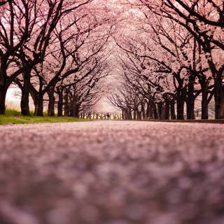 Background cherry blossom