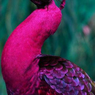 Purple peacock phone wallpaper