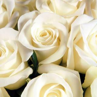 White roses wallpaper desktop background