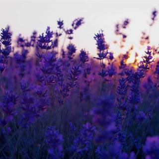 Lavender wallpaper