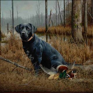 Black lab duck hunting wallpaper