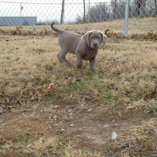 Black lab duck hunting wallpaper