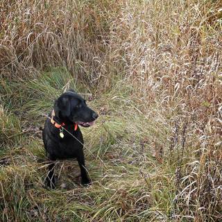 Black lab duck hunting wallpaper