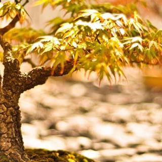 Wallpaper bonsai tree 1600X1200