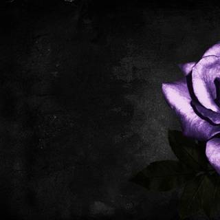 Purple and black roses wallpaper