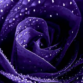 Purple and black roses wallpaper