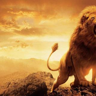 Cool lion backgrounds