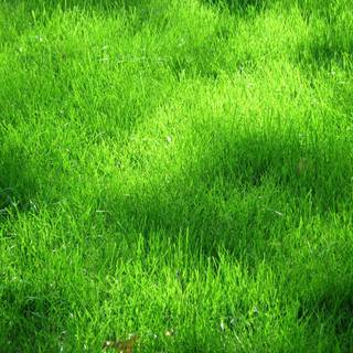 Green grass background