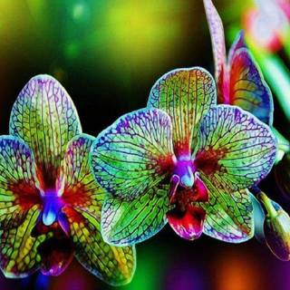 Flower rainbow wallpaper