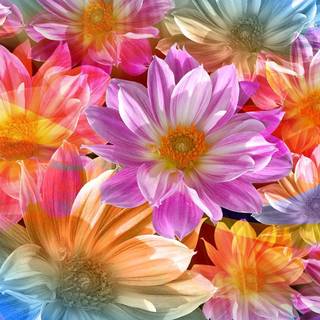 Flower rainbow wallpaper