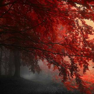 Natural red wallpaper