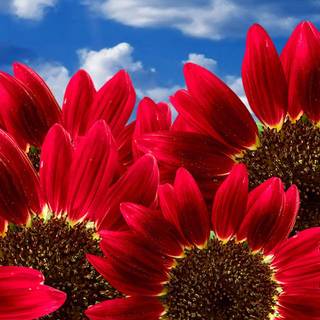 Natural red wallpaper