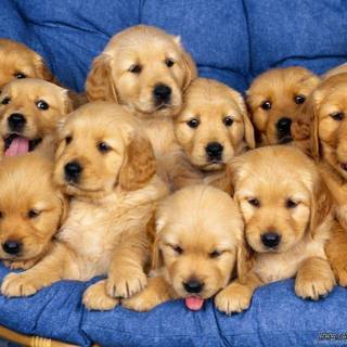 Animal wallpaper desktop background