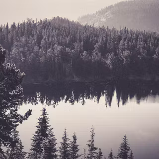 Dark forest desktop wallpaper