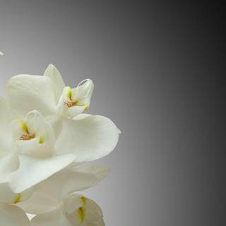 Orchidee wallpaper
