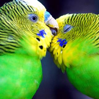 Mobile phone wallpaper love BIRDS