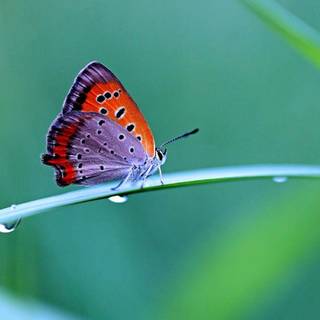 Butterfly nature wallpaper HD