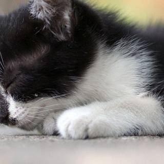 Cute black and white kittens wallpaper