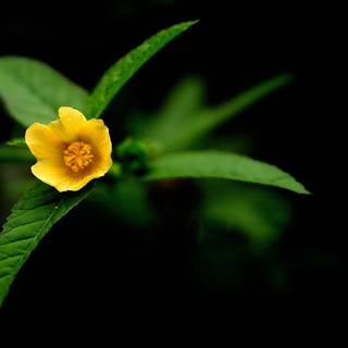 Wallpaper HD black background