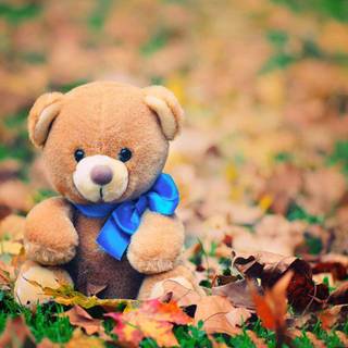 Tabby bear wallpaper