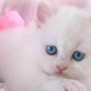 Cute white cat free wallpaper