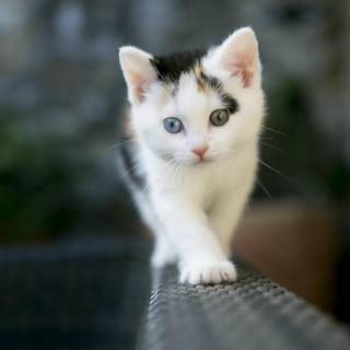 Cute white cat free wallpaper