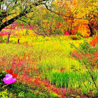 Wallpapers of nature colors desktop