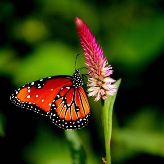 Cute butterfly HD wallpaper