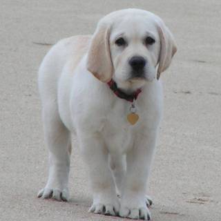 Labrador dog HD wallpaper