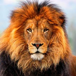 Male lion faces wallpaper