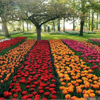 Wallpaper HD flower garden