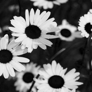 Tumblr backgrounds black and white