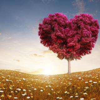 Love wallpaper nature